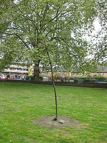 Vandalised oak sapling, planted to mark the key role Octavia Hill and Sayes Court played in the formation of the National Trust. Oak sapling in Sayes Court Park.jpg