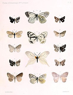 <i>Elcysma</i> Genus of moths