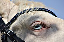 Olho azul de um cavalo creme