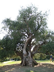 Ein etwa 1500 Jahre alter Olivenbaum in Kaštela