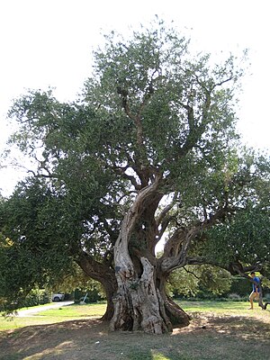 Old olive tree in Maslina Kaštela, Croatia.jpg