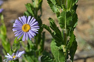 <i>Olearia rudis</i> Species of plant