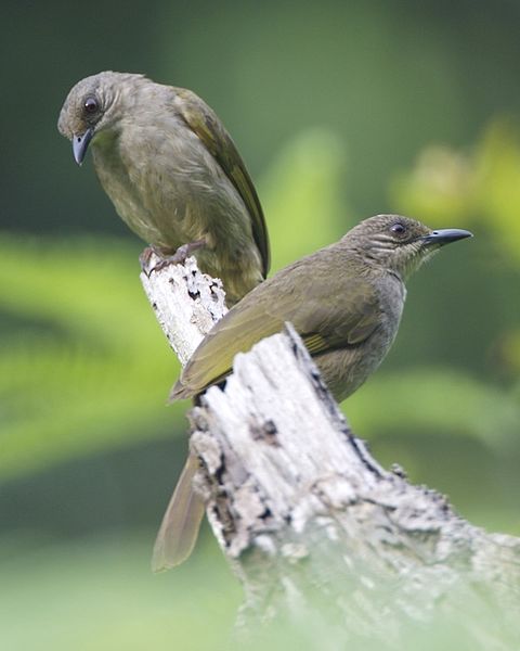 File:Olive-winged Bulbul (Pycnonotus plumosus plumosus) - pair - Flickr - Lip Kee.jpg