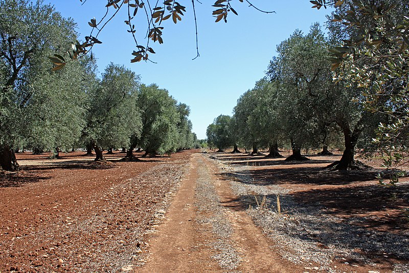 File:Olivi secolari - panoramio.jpg