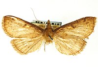 Omphisa fuscidentalis.jpg