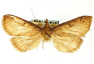 <i>Omphisa fuscidentalis</i> Species of moth