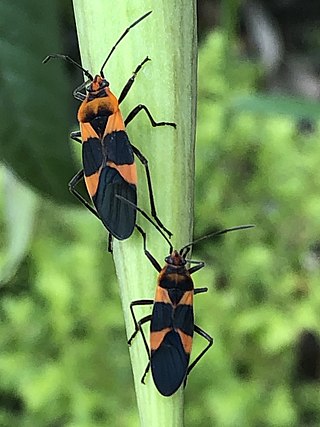 <i>Oncopeltus zonatus</i> Species of seed bug