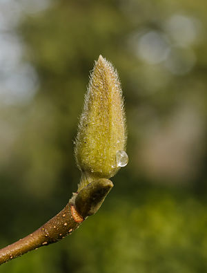 Thawing icy flower bud Magnolia