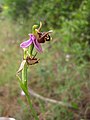 Ophrys scolopax subsp.heldreichii flowers Greece - Zakynthos