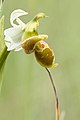 Ophrys scolopax alba colour