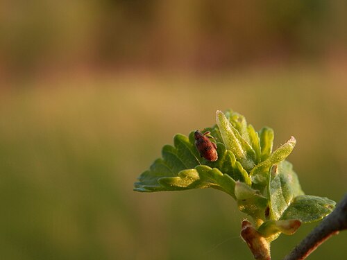 Beetle (Coleoptera)