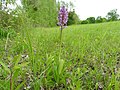 Orchis militaris France - Offendorf