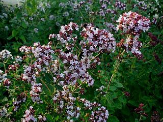 <i>Origanum</i> genus of plants