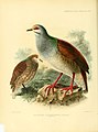 Ornithological miscellany (5982100260).jpg