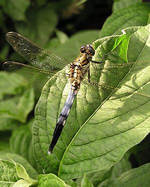 Orthetrum albistylum speciosum, male