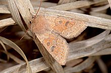 Orthosia miniosa.jpg 