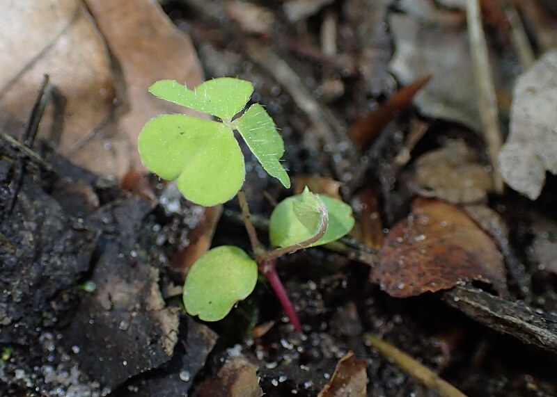 File:Oxalis acetosella kz17.jpg