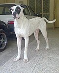 Lakaran kecil untuk Anjing Bully