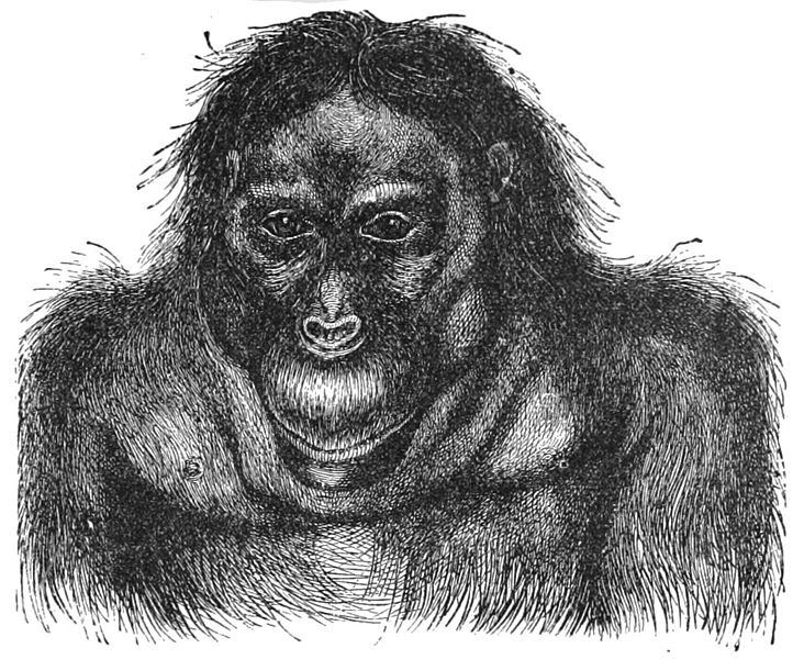 File:PSM V28 D771 Head and shoulders of an aged orangutan.jpg