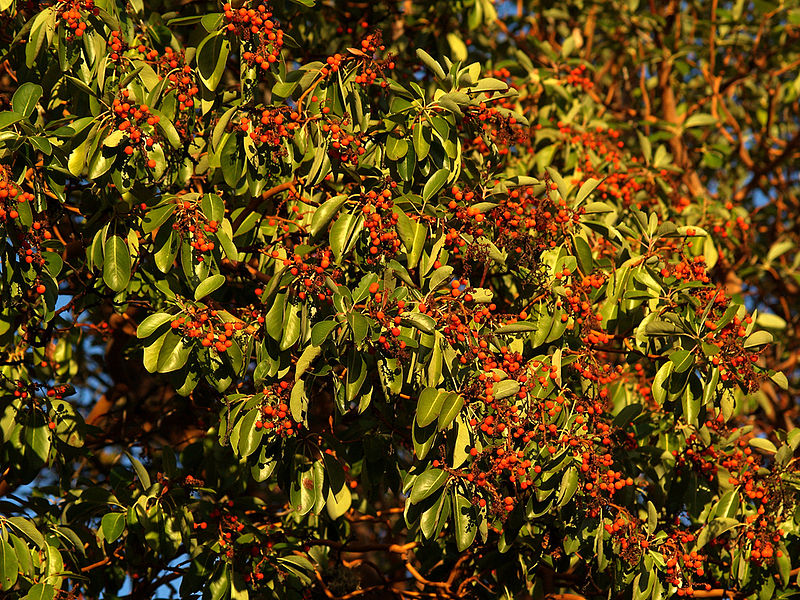 File:Pacific Madrone (Arbutus menziesii), Jacksonville Woods.jpg