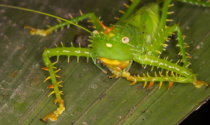 File:Panacanthus cuspidatus (15169810741).jpg