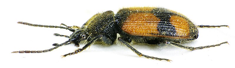 File:Panagaeus cruxmajor side.jpg