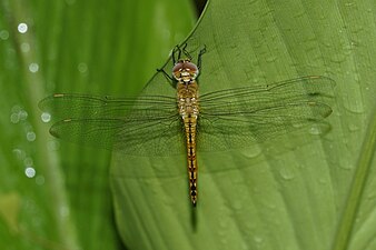 Globe Skimmer / Wandering Glider Pantala flavescens,