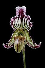 Miniatura para Paphiopedilum fairrieanum