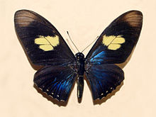 Papilionidae - Mimoides pausanias.JPG