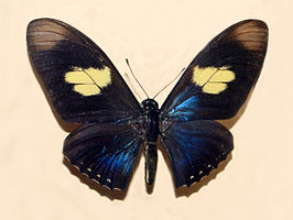 Mimoides pausanias