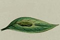 Paradoxus osyridellus pupa.JPG