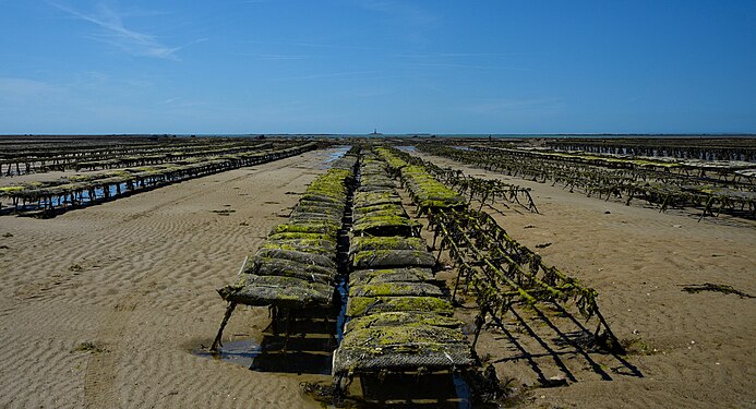 Parc à huitres à Gouville sur mer - Cotentin - France