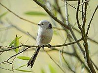 Lista Das Aves De Galicia