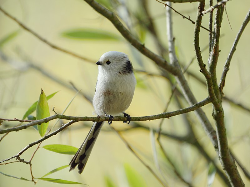 Japanese Long Tailed Tit