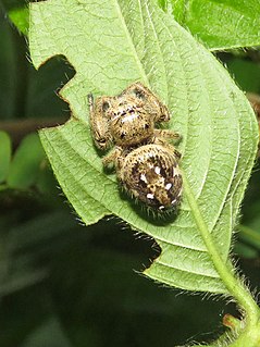 <i>Parnaenus</i> Genus of spiders