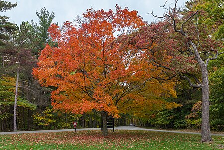 Tập_tin:Parque_Estatal_Brown_County,_Indiana,_Estados_Unidos,_2012-10-14,_DD_14.jpg