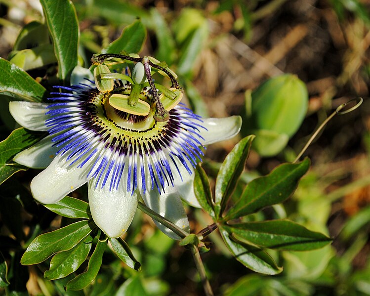 File:Passiflora caerulea, A Guarda, 05.jpg