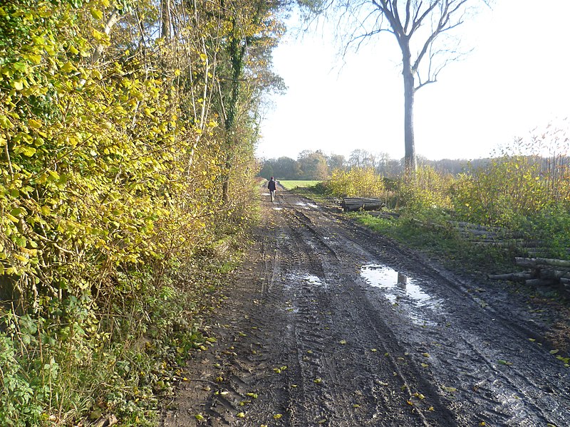 File:Path through Avenue Wood - geograph.org.uk - 3762793.jpg