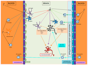 Japanese Encephalitis