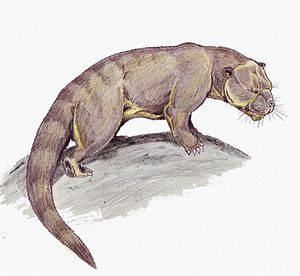 Creodonta