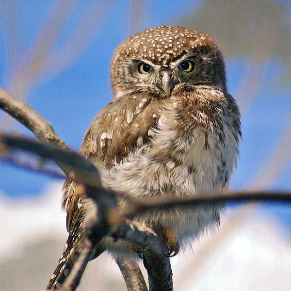 File:Pearl-spotted Owlet Glaucidium perlatum National Aviary 1900px.jpg