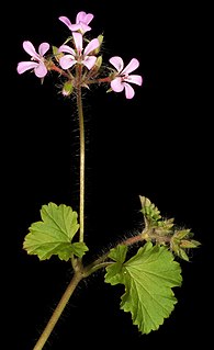 <i>Pelargonium littorale</i> Species of plant