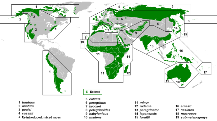 Bản đồ thế giới, màu xanh trên các lục địa, các điểm đánh dấu chữ E nghĩa là tuyệt chủng.