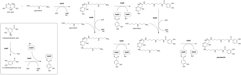 Biosynthesis of petrobactin in Bacillus anthracis. Reconstruction of figure 1C in Nusca, Tyler D. (2012).
Abbreviations used: ATP, AMP, PPi. Petrobactin biosynthesis.svg