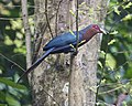 Chestnut-breasted malkoha