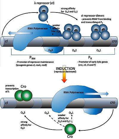 Lambda Phage Wikiwand