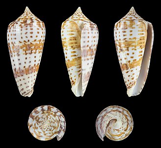 Conus (Phasmoconus) lynceus