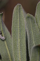 Leaf surfaces are covered by fine wooly hairs.