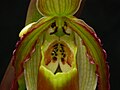 Phragmipedium vittatum