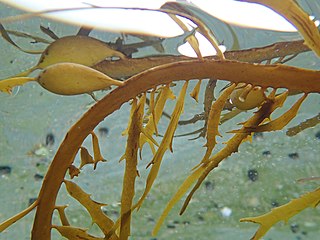 <i>Phyllospora comosa</i> Species of brown seaweed